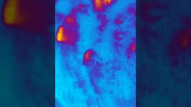 Therm App video of chickens смотреть онлайн
