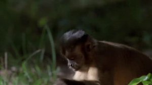 BBC. Твои весёлые друзья зверята 32 серия (документальный сериал, 2004-2009)