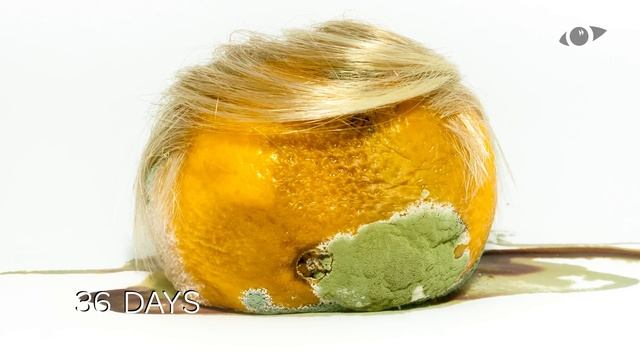 Fake Donald Timelapse смотреть онлайн