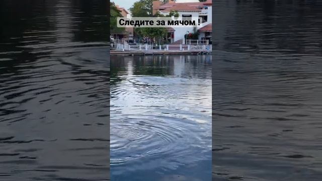 ДЕЛЬФИН 😨 СЬЕЛ МЯЧ ! Следите смотреть онлайн