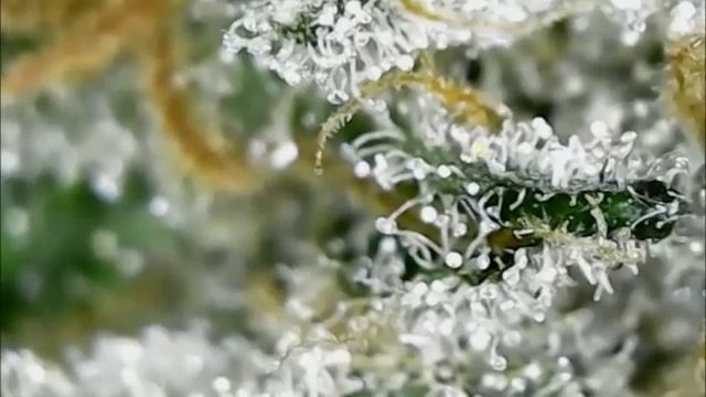 Trichome Snowstorm смотреть онлайн