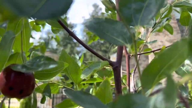 Planting 2 fruit trees in 1 hole successfully смотреть онлайн