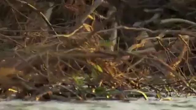 panther vs crocodile | Leopard jaguar cheetath big battle animals real-Amazing footge смотреть онлайн