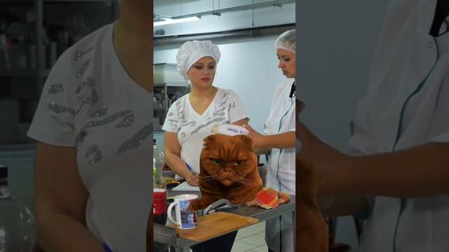 4 серия сериала Аудит по ХАССППишите в комментариях, про какие ещё нарушения я не сказала повару? смотреть онлайн