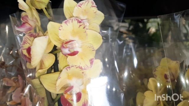 Большой завоз орхидей//22.10.24// смотреть онлайн