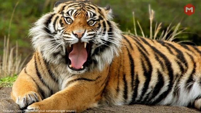 Suara Harimau Sumatra Paling Keras ??! Beginilah Suara Harimau Ketika Marah. смотреть онлайн