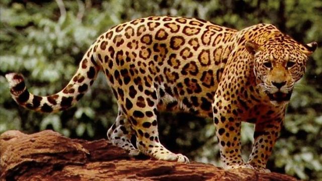 https://en.m.wikipedia.org/wiki/Jaguar смотреть онлайн