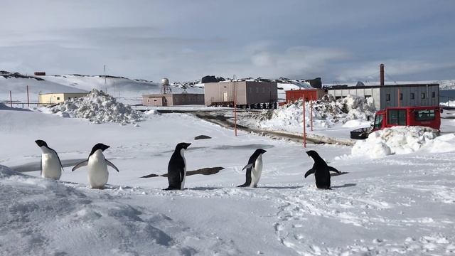 Пингвины ходят прямо по нашим ногам! смотреть онлайн