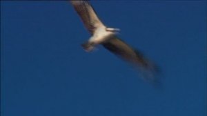 BBC. Твои весёлые друзья зверята 47 серия (документальный сериал, 2004-2009)