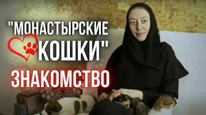 Знакомство с каналом "Монастырские кошки". Благотворительная помощь животным.