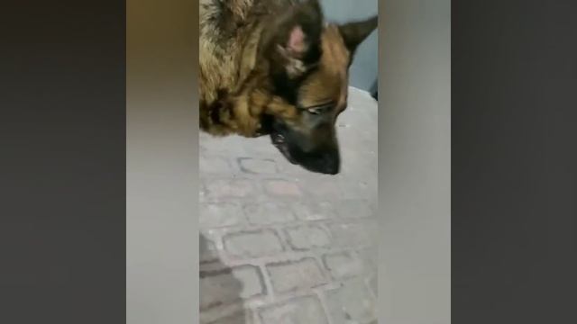 Ooo Lazy Human😈play with me please🐕||Jack the German Shepherd|| смотреть онлайн