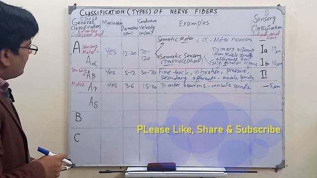 Classification of Nerve Fibers | Erlanger and Gasser Classification | Lloyd and Hunt Classification смотреть онлайн