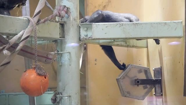 How gorillas looking at the visitors: Gentaro with window fogged while Kintaro with his mouth open. смотреть онлайн