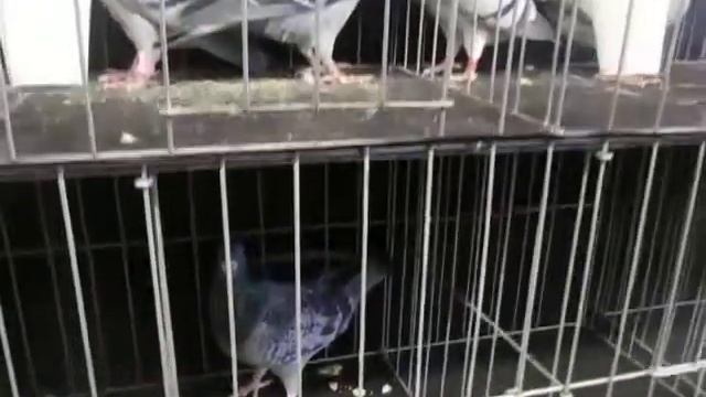 Imported Racing Homers for Sale 11th Annual Big Apple Invitational Show смотреть онлайн