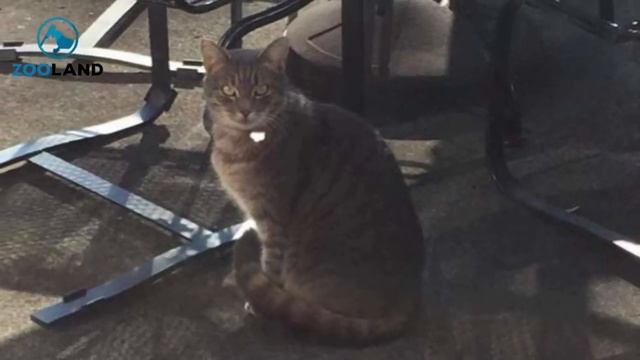 Cat Continues To Come To Window Seeking Dog Friend Who Passed Away From Cancer смотреть онлайн