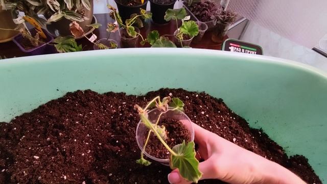 Рассаживаю новую партию укореняшек.Петунька радует цветением. смотреть онлайн