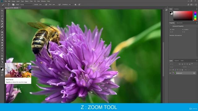Photoshop for beginners 4. Navigating the Document Window смотреть онлайн