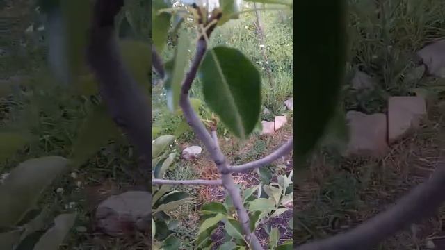 16.06.2024 яблоня Белый налив