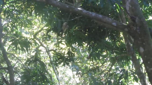 Watching White Face Monkeys from our kitchen window in Quepos, Costa Rica смотреть онлайн