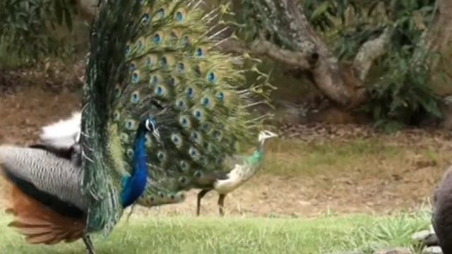 Павлины. Райские птицы