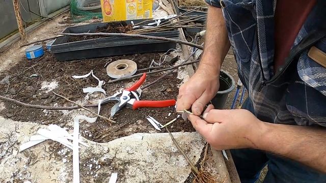 Grafting apple trees смотреть онлайн