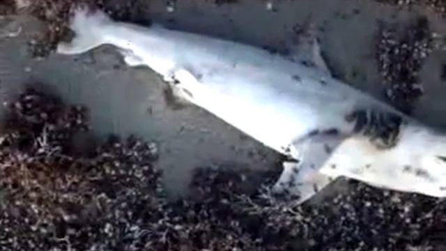dead baby shark смотреть онлайн