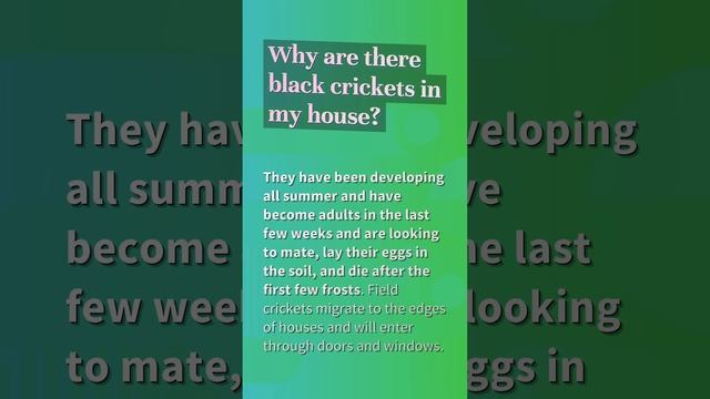 How do you treat a cricket bite? смотреть онлайн