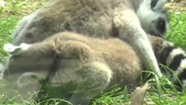 Licking Lemurs смотреть онлайн