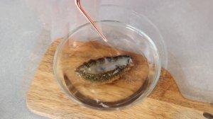 Как приготовить живого трепанга