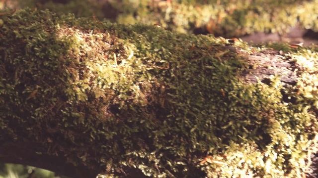 Amsterdamse Bos: First day with the DJI ronin-M (GH4 + 12-35mm) смотреть онлайн