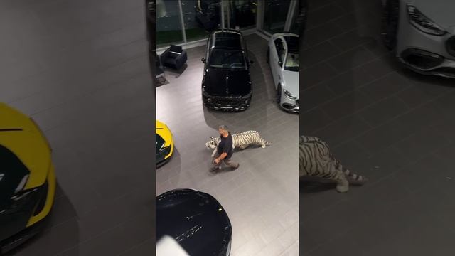 В автосалоне Greats покупатель пришёл вместе со своим тигром смотреть онлайн