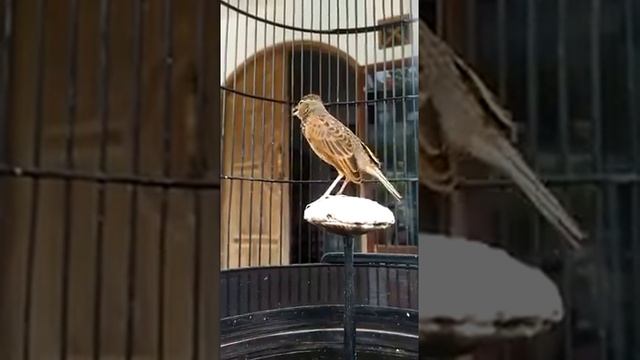 Burung Branjangan Gacor jambul смотреть онлайн