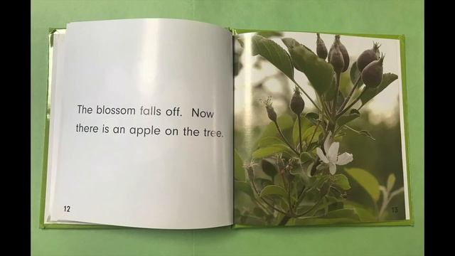 How Apple Tree Grows by Joanne Mattern, Read by Mrs. Erenas. смотреть онлайн