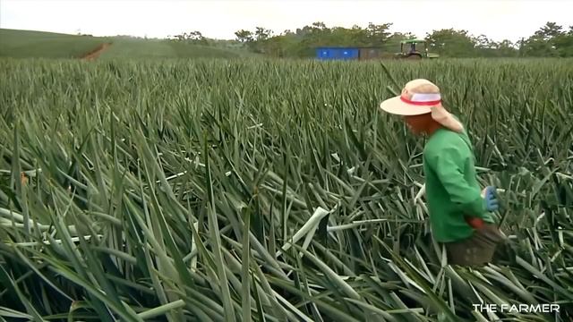How To Grow Pineapples | How Do they do it смотреть онлайн