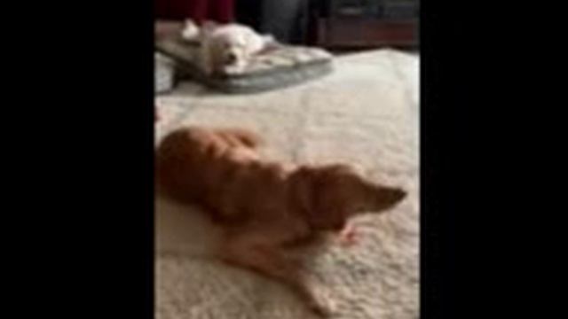 Logan & Bentley Enjoying Dream Bones смотреть онлайн