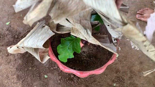 How to grow apples and eggplant at the same time смотреть онлайн