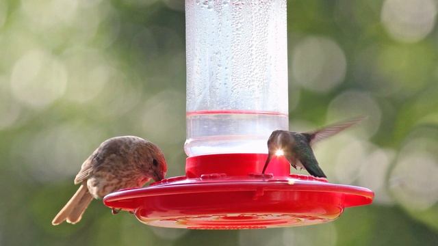 Wild Bird Center's Hummer Sugar смотреть онлайн