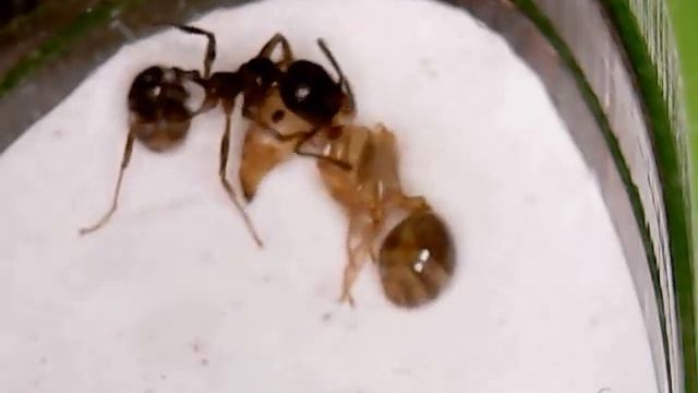 Messor Structor. Уход за новорождённым