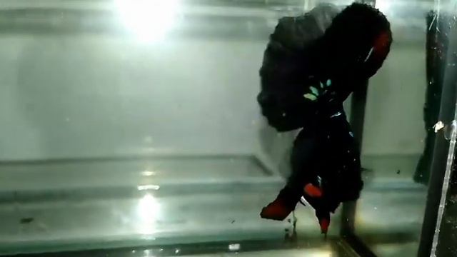 Avatar ohm available competition grade Available intrested check link in descriptionwhat's app смотреть онлайн