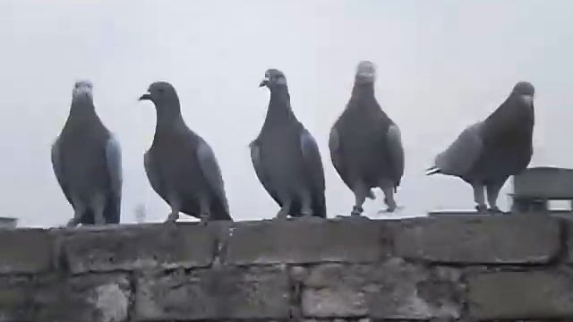 homer pigeons sargodha смотреть онлайн