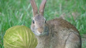 Считалки и скороговорки для детей от 1 года до 6 лет