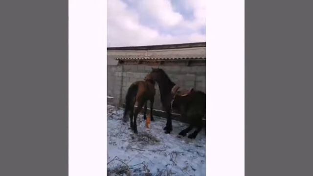 аигыр vs бие смотреть онлайн