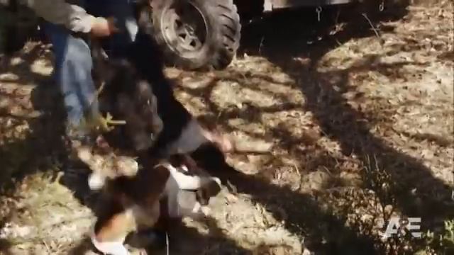 American Hoggers: Jerry Is Chased Out Of His Jeep by A Hog | A&E смотреть онлайн