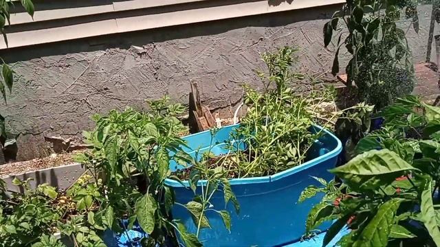 Harvesting Aunt Molly's Ground Cherries From Backyard Garden In Containers| Watering Garden In Heat смотреть онлайн