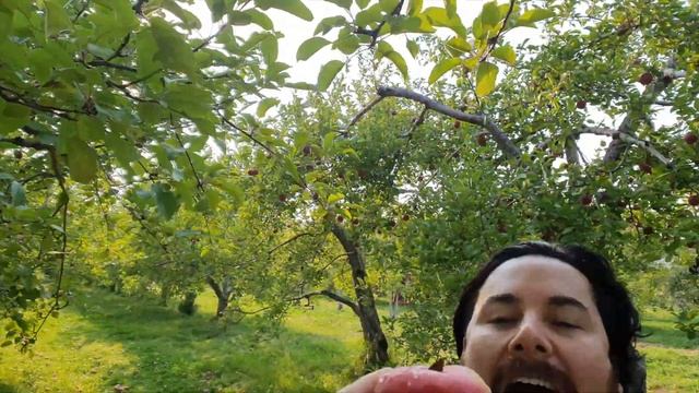 VLOG: Apple picking in Canada смотреть онлайн