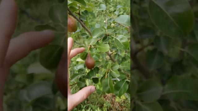 31.05.2024 груша Ксения