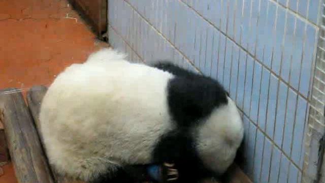 Yongba got a broken leg, somebody got a broken heart смотреть онлайн