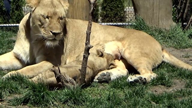 3 young Lion Cubs with their 1 year-old brother Pilipili | Roughhousing | Lincoln Park Zoo 4/27/202 смотреть онлайн