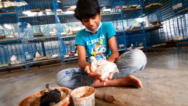 How to hand feed a baby pigeons | Pigeon Newborn baby feeding moment смотреть онлайн