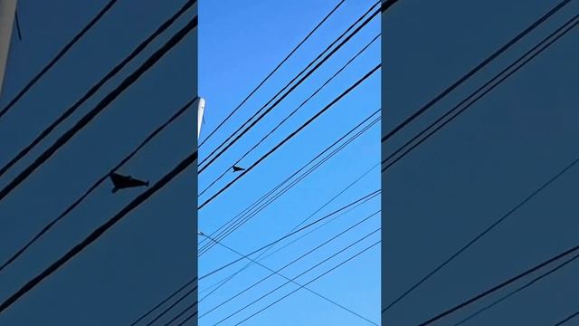 Герани над Сумами смотреть онлайн